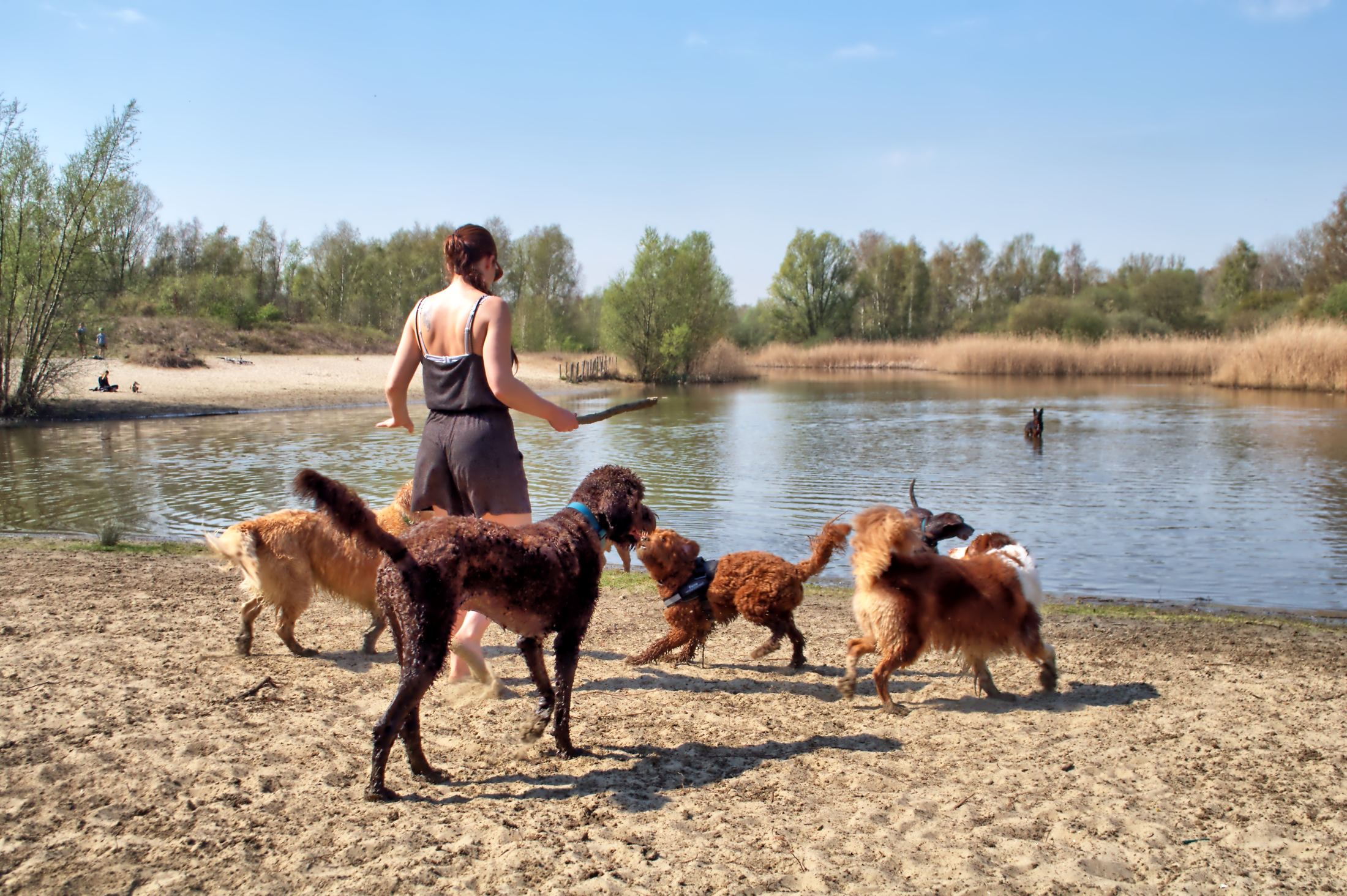 Honden op avontuurlijke daguitstap bij het water — One Happy Hound Vlaanderen