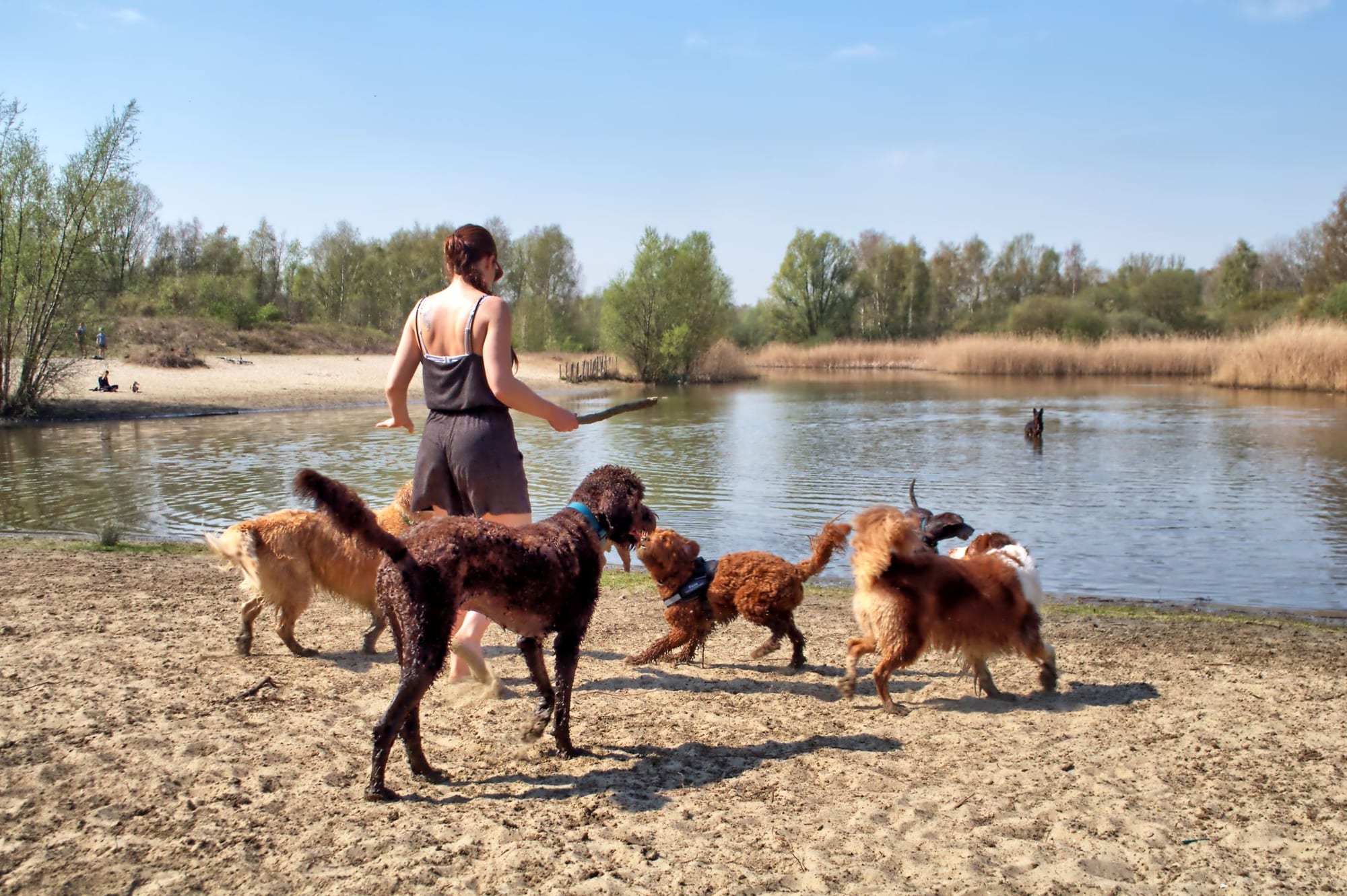 Honden op avontuurlijke daguitstap bij het water — One Happy Hound Vlaanderen