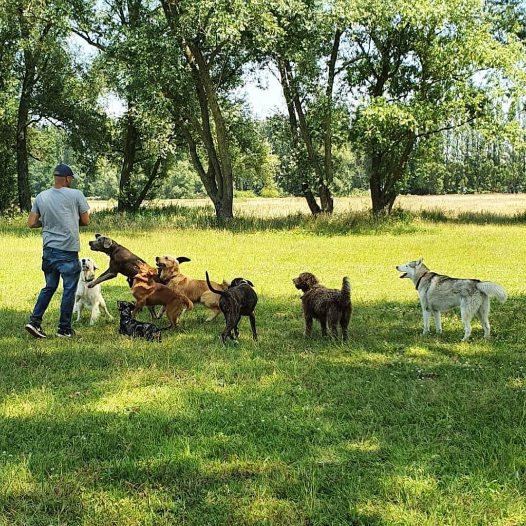Honden spelen samen tijdens een groepsdaguitstap in Vlaanderen