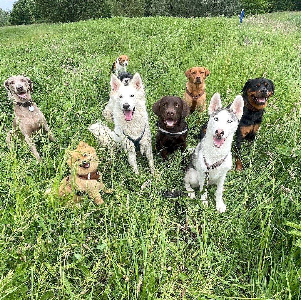 Wandelgroep honden in het veld tijdens een daguitstap — groepshondenuitlaat